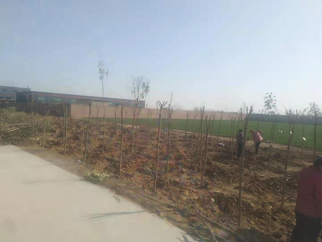 陽春三月，大地復(fù)蘇，安陽鼎諾廠區(qū)植樹活動(dòng)再添綠。